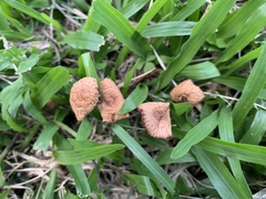 Marasmius oreades