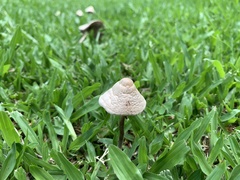 Conocybe apala