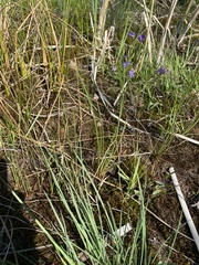 Eleocharis elliptica