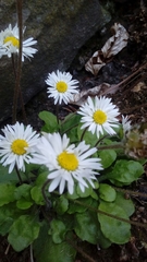 Bellis perennis