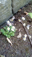 Bellis perennis