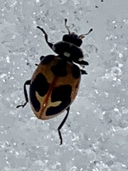 Hippodamia parenthesis