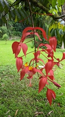 Amherstia nobilis