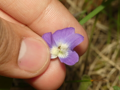 Viola septentrionalis grisea