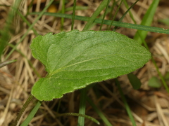 Viola septentrionalis grisea