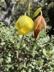 Calochortus raichei