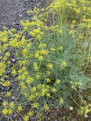 Lomatium papilioniferum