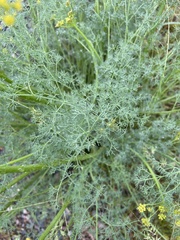 Lomatium papilioniferum