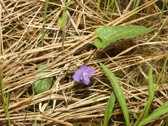 Viola septentrionalis grisea