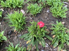 Dianthus chinensis