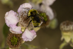 Bombus vandykei