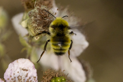 Bombus vandykei