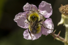 Bombus vandykei