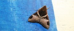 Melipotis fasciolaris