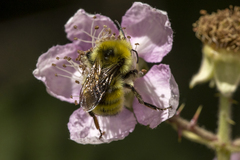 Bombus vandykei
