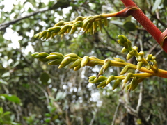 Guzmania diffusa