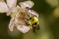 Bombus vandykei