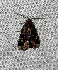 Homophoberia apicosa