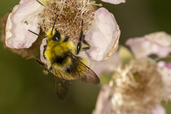 Bombus vandykei