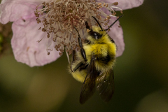 Bombus vandykei
