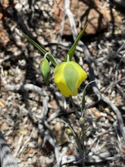 Calochortus raichei