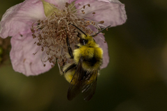 Bombus vandykei