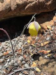 Calochortus raichei