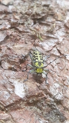 Saperda scalaris