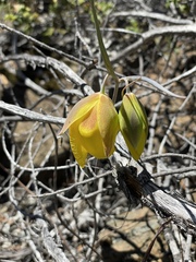 Calochortus raichei