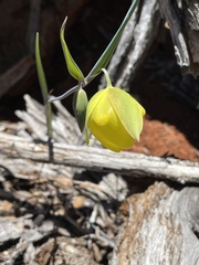 Calochortus raichei