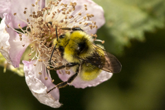 Bombus vandykei