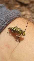 Saperda scalaris