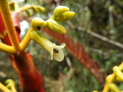 Guzmania diffusa