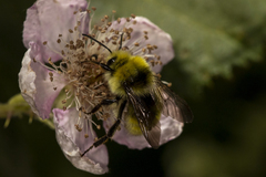 Bombus vandykei