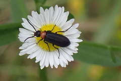 Nemognatha nemorensis