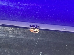 Pachybrachis bivittatus