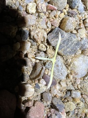 Hellinsia sulphureodactylus