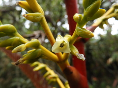 Guzmania diffusa
