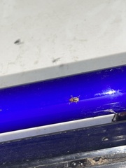 Pachybrachis bivittatus