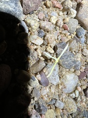 Hellinsia sulphureodactylus