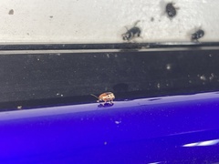 Pachybrachis bivittatus