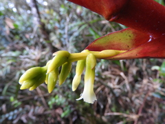 Guzmania diffusa