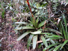 Guzmania diffusa