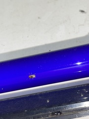 Pachybrachis bivittatus