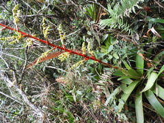 Guzmania diffusa