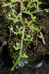 Selaginella douglasii
