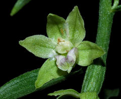 Epipactis exilis