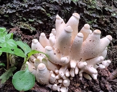 Macrocybe gigantea