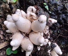 Macrocybe gigantea