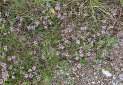 Thymus odoratissimus